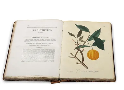 ROQUES, Joseph R. (1772 – 1850)