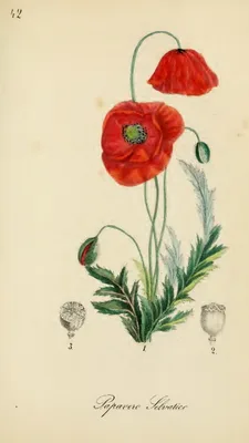 CASSONE, Felice (1815 – 1854)