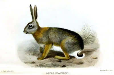 SMIT, Joseph (1836 – 1929)