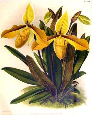 FITCH, John Nugent (1840 – 1927)