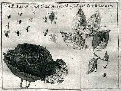 HEBENSTREIT, Johann Ernest (1703 – 1757)