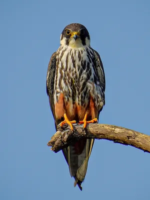 FALCO, E. A.
