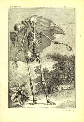 TARIN, Pierre (1725 – 1761)